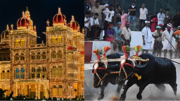 Mysuru Dasara Kambala Mysuru Dasara Kambala