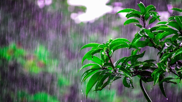 Rain Rain