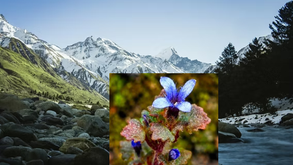 Rare Himalayan Bloom Rare Himalayan Bloom
