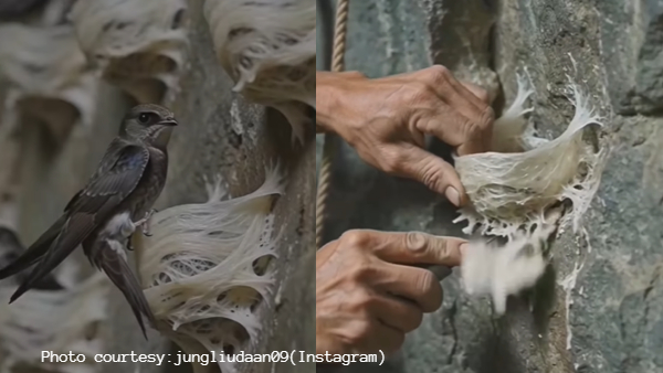 Swiftlet Bird Nest