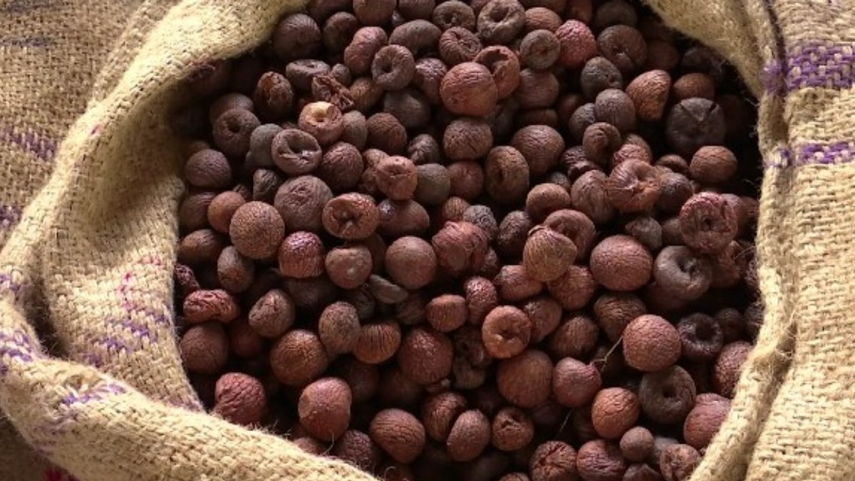 ಶಿವಮೊಗ್ಗದಲ್ಲಿ ಅಡಿಕೆ ಧಾರಣೆ ಏರಿಳಿತ