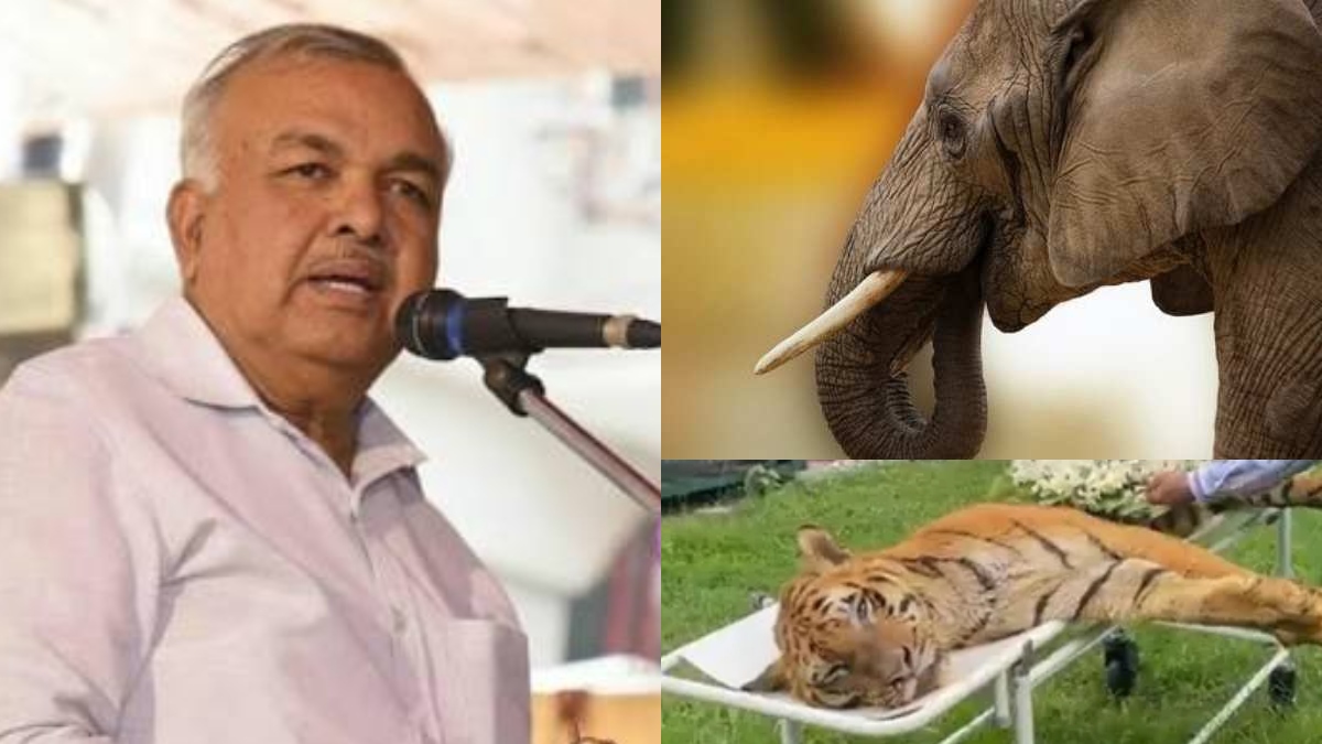 ಹುಲಿ ಸಾವು, ಕಾಡಾನೆ ದಂತ ಮಾಯ! ವಾರದಲ್ಲಿ ತನಿಖಾ ವರದಿ ಸಲ್ಲಿಸಿ: ರಾಮಲಿಂಗಾ ರೆಡ್ಡಿ ಖಡಕ್ ನಿರ್ದೇಶನ