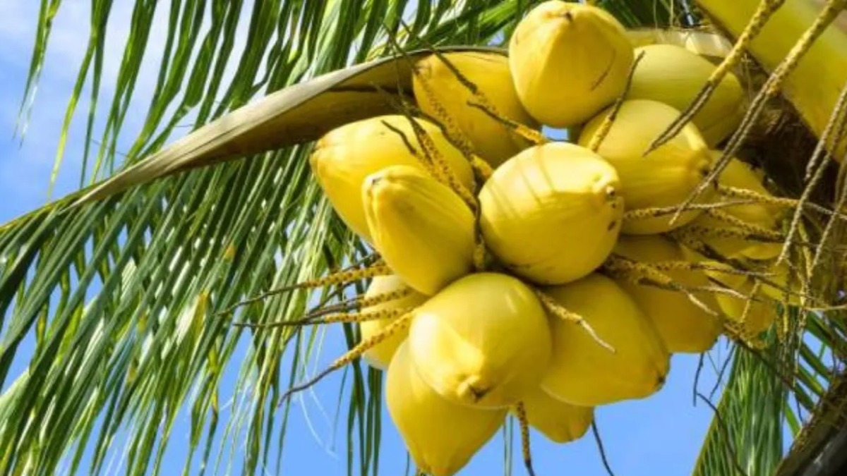 Coconut: ರಾಜ್ಯದಲ್ಲಿ ತೆಂಗಿನಕಾಯಿ ಬೆಲೆಯಲ್ಲಿ ಭಾರಿ ಕುಸಿತ