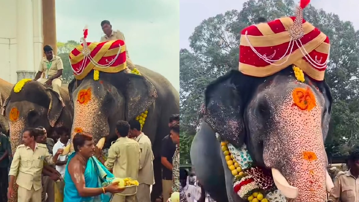 Mysuru Dasara 2026: ಅರಮನೆ ನಗರಿಗೆ ಮರಳಿದ ಕ್ಯಾಪ್ಟನ್ ಅಭಿಮನ್ಯು: 8 ಕೆ.ಜಿ. ತೂಕದ ವಿಶೇಷ ಪೇಟ ತೊಡಿಸಿ ಭವ್ಯ ಸ್ವಾಗತ