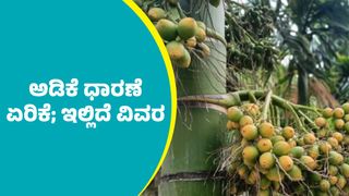 ತುಂಬಾ ದಿನಗಳ ಬಳಿಕ ದಾವಣಗೆರೆ ಮಾರುಕಟ್ಟೆಯಲ್ಲಿ ಅಡಿಕೆ ಧಾರಣೆ ಭರ್ಜರಿ ಏರಿಕೆ; ಇಲ್ಲಿದೆ ಮೇ 7ರ ದರಪಟ್ಟಿ