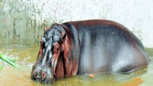 മൃഗശാലയില്‍ ഗര്‍ഭിണിയായ ഹിപ്പോയുടെ ആക്രമണം; ബെംഗളൂരു സ്വദേശിനിയായ ഡോക്ടര്‍ കൊല്ലപ്പെട്ടു