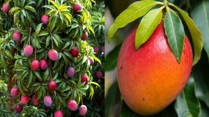 ലോകത്തിലെ ഏറ്റവും വില കൂടിയ മാങ്ങ വീട്ടിലെ ടെറസ്സിൽ വളർത്തണോ? എങ്ങനെയെന്ന് അറിയാം