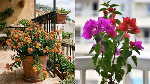 ചൂട് കൊണ്ട് വീടിനകത്തും ഇരിക്കാൻ വയ്യേ? വീടിന് തണുപ്പ് നൽകാൻ സഹായിക്കുന്ന പത്ത് ചെടികളിതാ