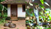 നിങ്ങളുടെ വീട്ടിൽ പാമ്പിന് ഏറ്റവും ഇഷ്ടമുളള സ്ഥലം എവിടെയാണ് എന്നറിയാമോ? വേഗത്തിൽ കണ്ടെത്താം