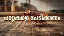 പാറ്റകൾ വീട്ടിലേക്ക് വരുന്നത് ഈ 6 ഗുരുതര രോഗങ്ങളും പേറിക്കൊണ്ട്, അകറ്റി നിർത്താനുളള വഴികളിതാ