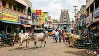 തമിഴ്നാട്ടിൽ ഗോവധ നിരോധനം, പശുക്കളെയോ കിടാങ്ങളെയോ അറക്കരുത്, ഉത്തരവിട്ട് മദ്രാസ് ഹൈക്കോടതി 