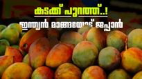 ഇന്ത്യന്‍ മാങ്ങ വേണ്ട..! ഇറക്കുമതി നിര്‍ത്തിവെച്ച് ജപ്പാന്‍; 20 വര്‍ഷത്തിനിടെ ആദ്യം, കാരണമിത്