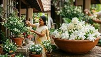 എപ്പോഴും പൂക്കുന്ന മുല്ലപ്പൂച്ചെടി വീട്ടിൽ വളർത്തണോ? ഇതാ 5 ലളിതമായ വഴികൾ
