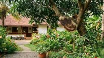 വീടിനടുത്ത് തേനീച്ചക്കൂട് കണ്ടാൽ എന്തൊക്കെ ചെയ്യണം? എന്തൊക്കെ ചെയ്യരുത്?