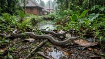 ഈ മണങ്ങൾ കിട്ടിയാൽ നിങ്ങളുടെ വീട്ടിലേക്ക് പാമ്പുകൾ വരാം, ഏതൊക്കെയാണ് ആ മണങ്ങൾ?