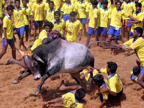 ജെല്ലിക്കെട്ട് നിരോധനം:പ്രതിഷേധത്തീയില്‍ തമിഴ്‌നാട് കത്തുന്നു..അമ്മയില്ലാത്ത കുറവറിയിച്ച് സര്‍ക്കാർ!