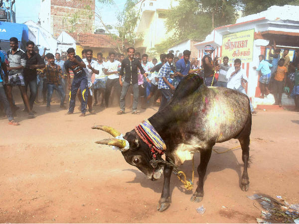കാളയും ആത്മഹത്യ ചെയ്യുമോ..?കാരണം മോദി സര്‍ക്കാര്‍..? വീഡിയോ വൈറലാകുന്നു..