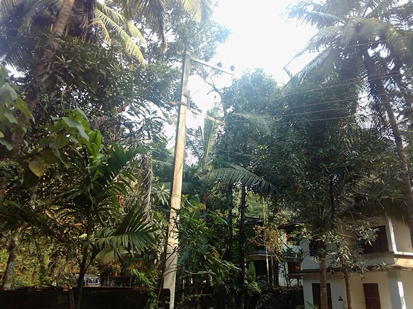 പരാതികൾക്ക്പരിഹാരമായില്ല ;  പടർന്നു നിൽക്കുന്ന വൃക്ഷശിഖരങ്ങൾ വീടുകൾക്ക് ഭീഷണിയാവുന്നു