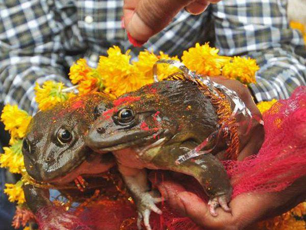 മഴ പെയ്യിക്കാന്‍ തവളകളെ തമ്മില്‍ വിവാഹം കഴിപ്പിച്ച് ബിജെപി മന്ത്രി! ഇത് താന്‍ ബിജെപി സ്റ്റൈല്‍!!