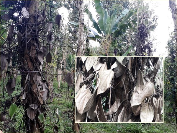 കുരുമുളക് വിലയിടിയുന്നു: ഉല്പാദത്തില്‍ ഗണ്യമായ കുറവ്; വിളവെടുപ്പായിട്ടും വയനാട്ടിലെ കര്‍ഷകര്‍ പ്രതിസന്ധിയില്‍