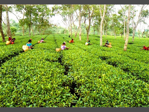 സംസ്ഥാനത്തെ തോട്ടം മേഖലയെ പുനരുജ്ജീവിപ്പിക്കുന്നതിനുള്ള പ്ലാന്റേഷന്‍ നയം പ്രഖ്യാപിച്ചു