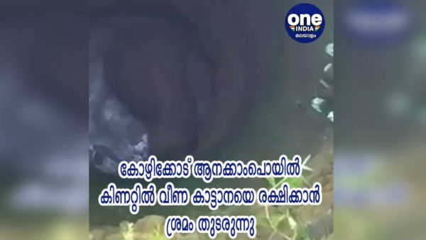 ആനക്കാംപൊയിലില്‍ ആന പൊട്ടക്കിണറ്റില്‍ വീണു, വന്‍ പരിശ്രമം, ഒടുവില്‍ പുറത്തെത്തിച്ചു