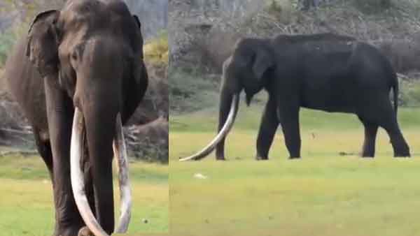 കബനിയുടെ സ്വന്തം ഭോഗേശ്വര ഇനിയില്ല; ഏഷ്യയിലെ ഏറ്റവും നീളമേറിയ കൊമ്പുള്ള ആന ചരിഞ്ഞു