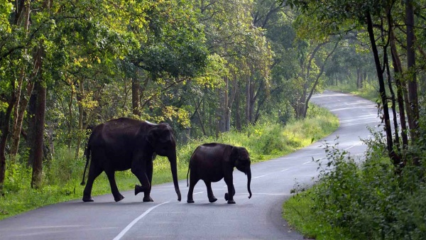 കാടിനുള്ളിൽ ഒരു രാത്രി യാത്ര, അതും 300 രൂപ നിരക്കിൽ, പുത്തൻ പദ്ധതിയുമായി കെഎസ്ആർടിസി