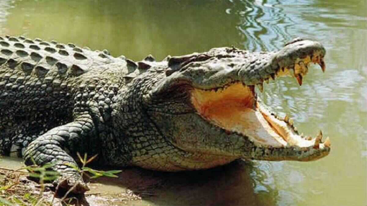 മീന്‍ പിടിക്കാനായി പുഴയില്‍ ഇറങ്ങി യുവാവ്; ഭീമന്‍ മുതല ജീവനോടെ വിഴുങ്ങി, ഞെട്ടിക്കുന്ന സംഭവം