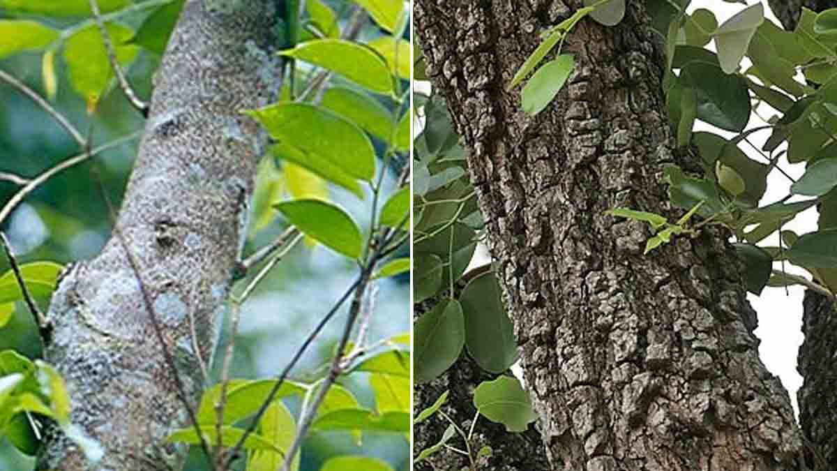 കള്ളന്‍മാരെക്കൊണ്ട് പൊറുതിമുട്ടി; രാജ്യത്തെ ഏറ്റവും വലിയ ചന്ദനമരം മുറിച്ചുമാറ്റി