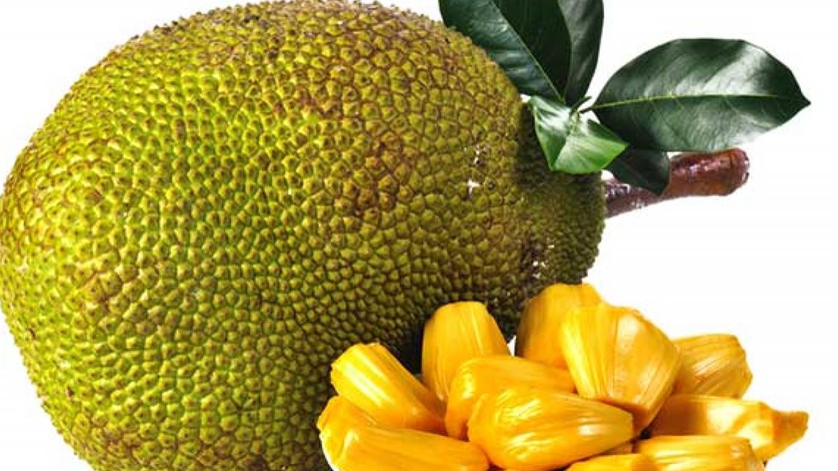 ഒരു ചക്കയ്ക്ക്  വില ഒന്നര ലക്ഷത്തിനടുത്ത്;  ലേലത്തിലെ താരം
