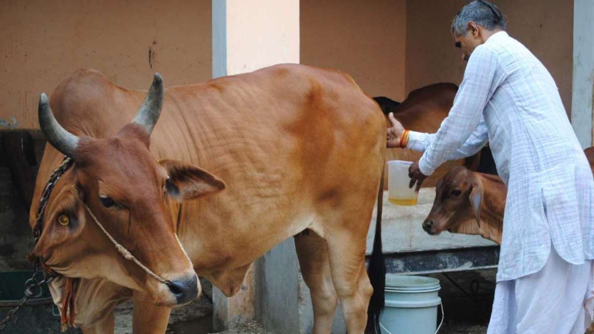 ഗോമൂത്രം കുടിക്കുന്നവരോടാണ്; അകത്താക്കുന്നത് അപകടകാരികളായ 14 ബാക്ടീരിയകളേയും, പഠനം പറയുന്നത്