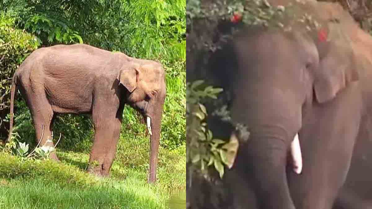 അരിക്കൊമ്പന്‍ കന്യാകുമാരിയില്‍; രാത്രിയില്‍ സഞ്ചരിച്ചത് 15 കിലോമീറ്റര്‍