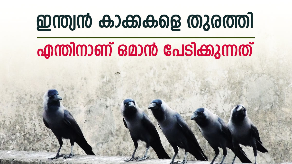 ഒമാന്‍ എന്തിനാണ് ഇന്ത്യന്‍ കാക്കകളെ ഭയക്കുന്നത്? കാരണം ഇതാണ്, രണ്ടാം യജ്ഞം തുടങ്ങി...
