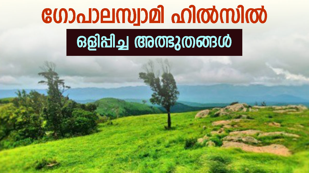 ഇത് കര വേറെയാ മക്കളേ..! ഗുണ്ടൽപേട്ട് പോവുന്നവർ ഗോപാലസ്വാമി ഹിൽസ് കണ്ടാൽ പിന്നെ തിരിച്ചുപോരില്ല...