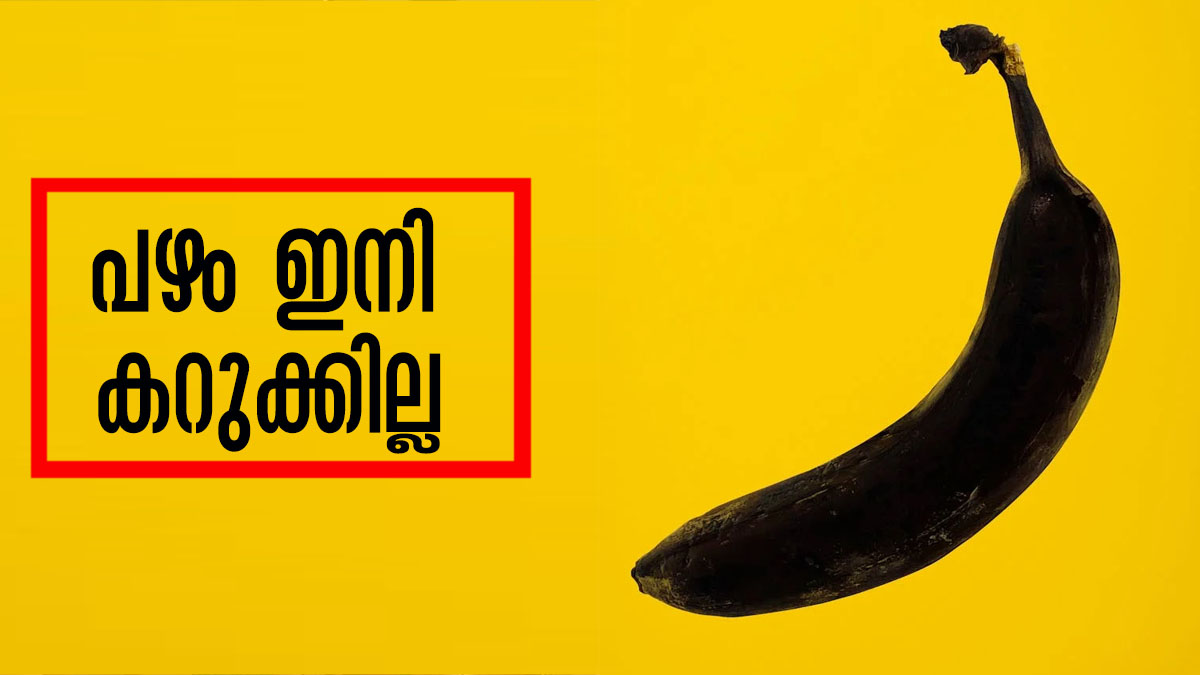 വാഴപ്പഴം പെട്ടെന്ന് കറുത്ത് പോകുന്നോ..? ഇനി നിരാശവേണ്ട, അടുക്കളയിലുണ്ട് പരിഹാരം
