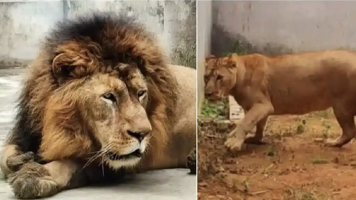 അക്ബറും സീതയും അങ്ങോട്ട് മാറിയിരി; ഇനി സിംഹങ്ങളുടെ പേര് സൂരജും തനയയും, ശുപാർശയുമായി ബംഗാൾ