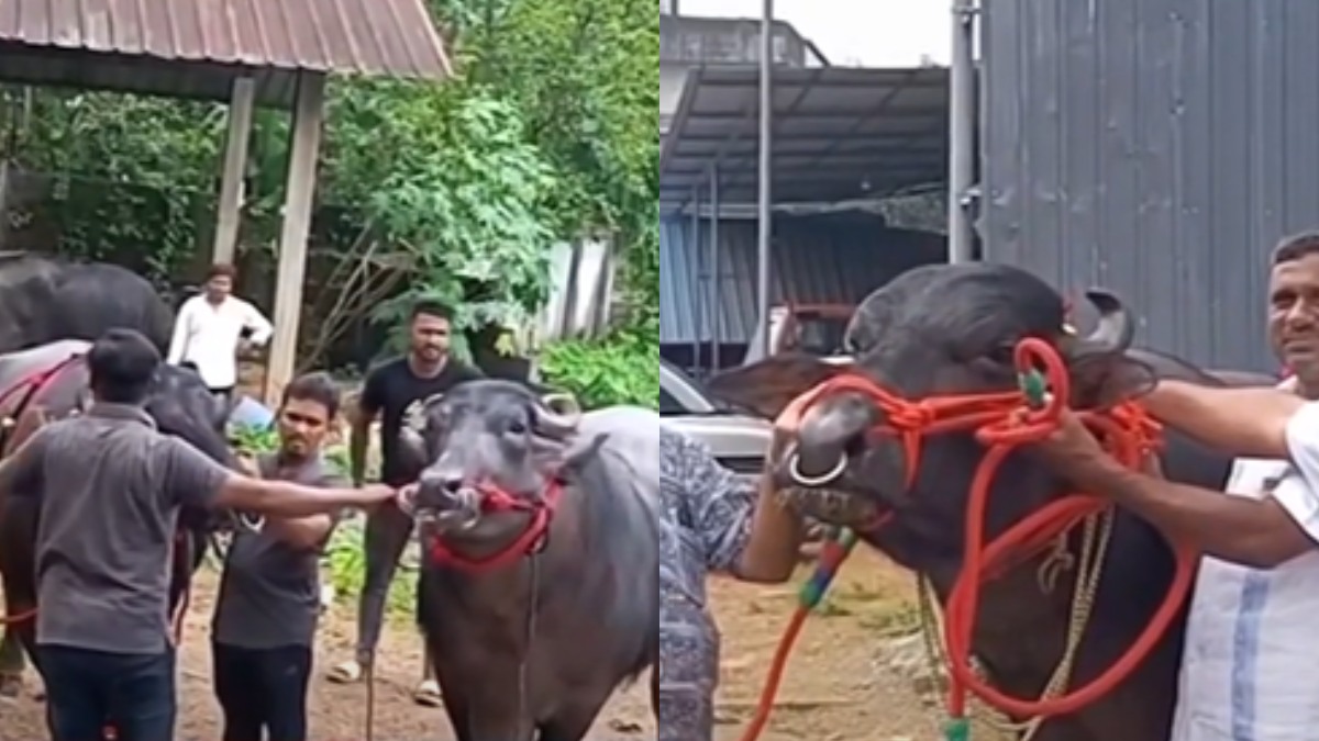 1800 കിലോയുള്ള ഗരുഡ, കട്ടയ്ക്ക് നിന്ന് ഹൈദർ; ഈന്തപ്പഴവും ആപ്പിളും തീറ്റ, ഇത് പെരുമ്പാവൂരിലെ പോത്ത് വിശേഷം