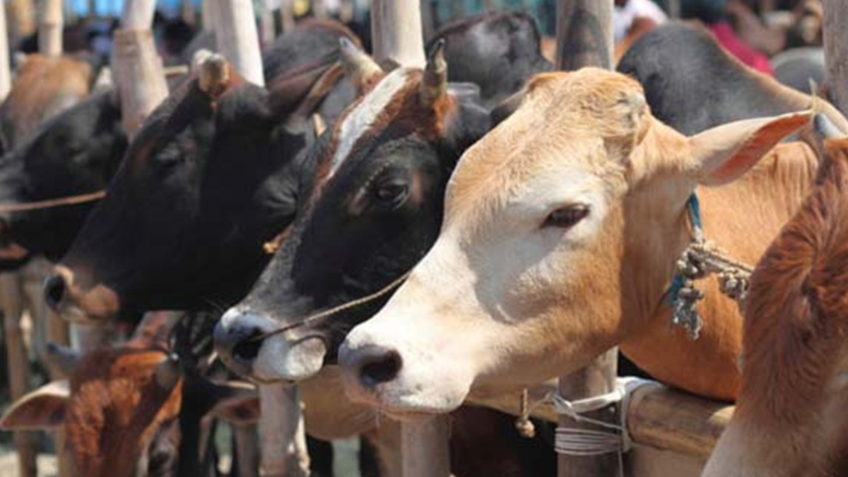 അലഞ്ഞുതിരിയുന്ന പശുക്കളെ പിടിച്ചുകെട്ടി; തളിപ്പറമ്പ് നഗരസഭയ്ക്ക് ലഭിച്ചത് 3.77 ലക്ഷം രൂപ