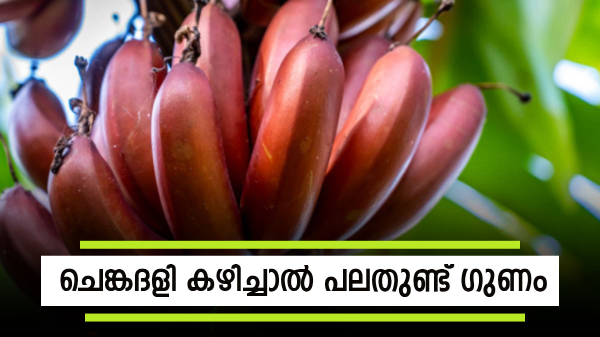 ചെങ്കദളി ആള് നിസാരക്കാരനല്ല, ഈ ഗുണങ്ങൾ നിങ്ങൾ അറിഞ്ഞോ? ദഹനത്തിന് അത്യുത്തമം, ഹൃദയത്തിനും നല്ലത്