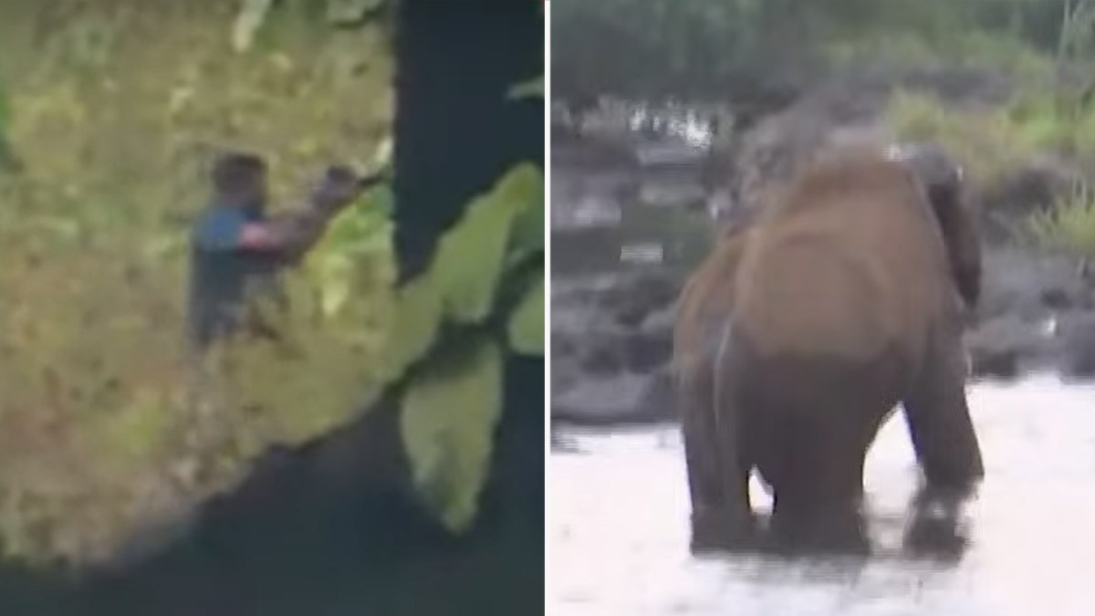മസ്തകത്തില്‍ പരിക്കേറ്റ കാട്ടാനയെ മയക്കുവെടിവെച്ചു; ദൗത്യം നിര്‍ണായകഘട്ടത്തില്‍