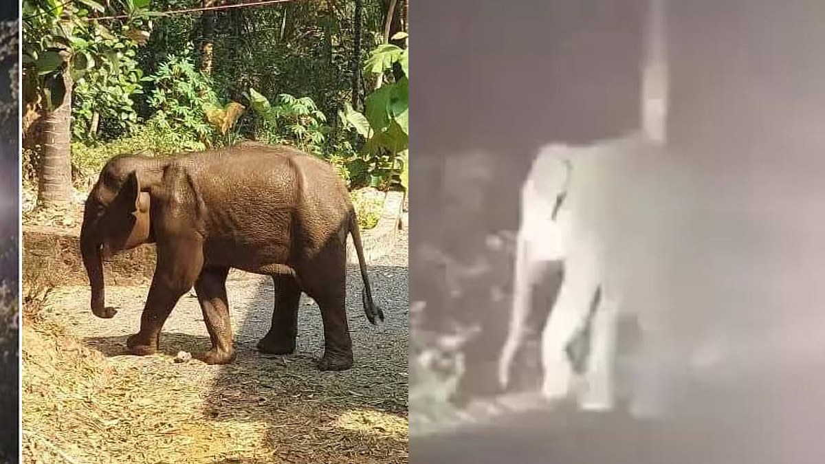 കീഴ്ത്താടിയും നാക്കും തകര്‍ന്ന നിലയില്‍; കണ്ണൂരില്‍ മയക്കുവെടിവെച്ച്  പിടികൂടിയ കുട്ടിയാന ചരിഞ്ഞു