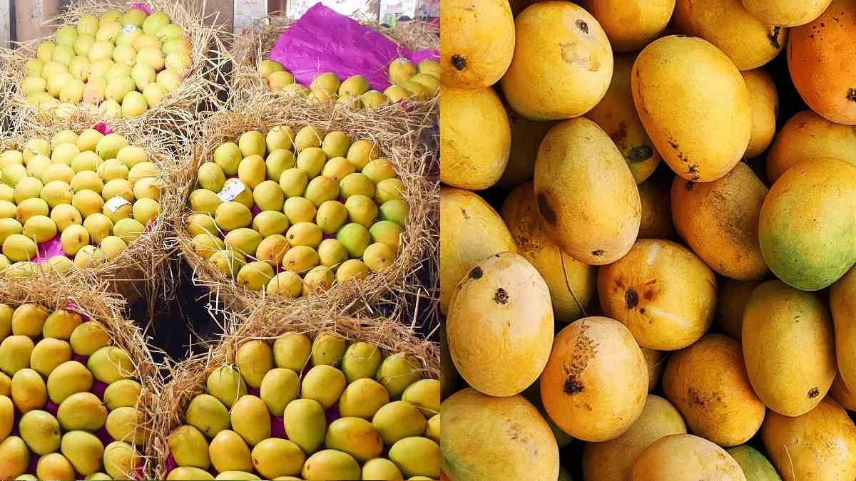 മാങ്ങ കഴിക്കുന്നതിന് ഇത്രയ്ക്കും ഗുണങ്ങൾ ഉണ്ടെന്നോ? അറിഞ്ഞാൽ ആരും ഞെട്ടും, ആളൊരു കേമൻ തന്നെ