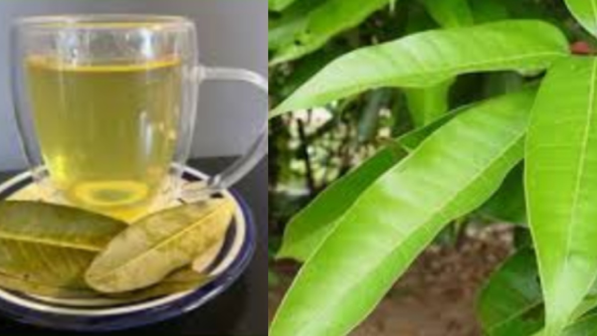 മാവില കൊണ്ടൊരു ചായ; രാവിലെ ക്ഷീണം പമ്പ കടക്കും; ഗുണങ്ങള്‍ ഇനിയുമേറെ