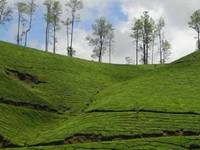 Kannan Devan Hills Kannan Devan Hills