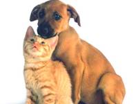 Dog and Cat Dog and Cat