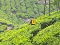 Munnar Tea Garden Munnar Tea Garden
