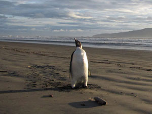 New Zealand's wayward penguin faces long swim home New Zealand's wayward penguin faces long swim home