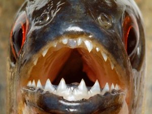 Teenager killed by piranha Teenager killed by piranha