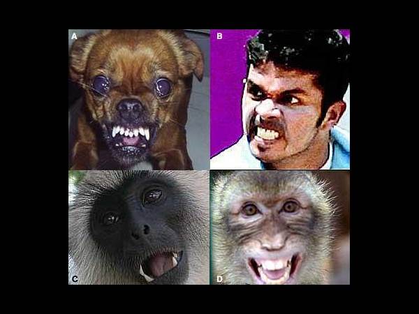 മങ്കിഗേറ്റ്